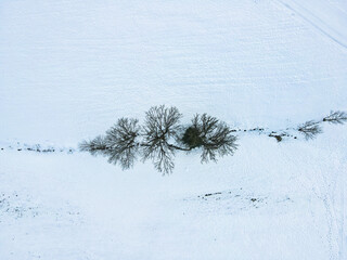 three large trees standing in the middle of a snowy field - drone footage