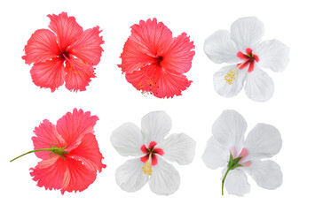 hibiscus flower on transparent png © sommai