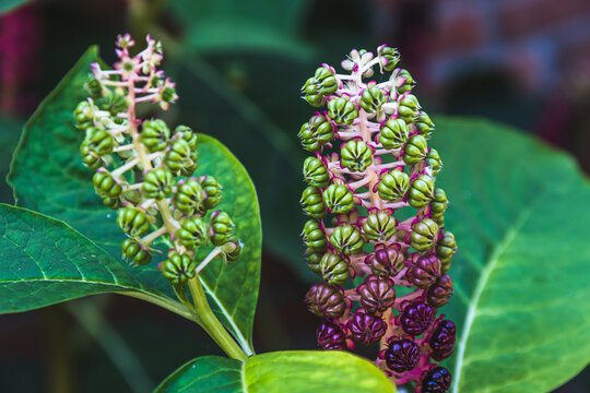 Close up of phytolacca acinosa, also known as Indian Pokeweed, Pokebush, Pokeberry, Pokerot or Pokesballet. Deep, dark purple berries. Phytolaccaceae family.