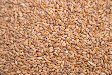 wheat grains seeds pattern Texture can be used as a Background wallpaper