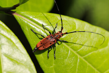 Red bamboo longicorn beetle with rare black crest in Japanese forest (Sunny outdoor field, close up macro photography)