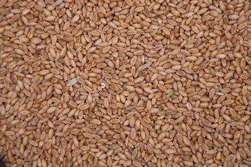 wheat grains seeds pattern Texture can be used as a Background wallpaper