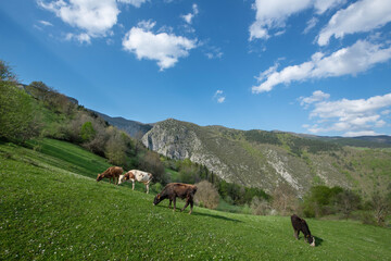 Fototapeta na wymiar Cows grazing in the meadow on a sunny day. Green meadow and white clouds in the blue sky. Kastamonu Türkiye.