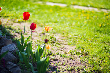 Flowers close-up on a sunny day in summer. Beautiful natural rural landscape with blurry background for nature-themed design and projects