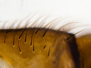 Housefly leg details under biological optical misroscope