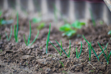 Onion crops planted in soil get ripe under sun. Cultivated land close up with sprout. Agriculture plant growing in bed row. Green natural food crop