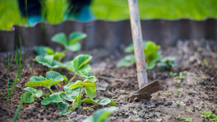Weeding beds with agricultura plants growing in the garden. Weed control in the garden. Cultivated land close-up. Agricultural work on the plantation