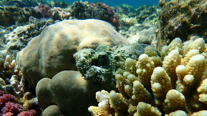 Naklejka na ściany i meble Devil scorpionfish, false stonefish or false scorpionfish (Scorpaenopsis diabolus) undersea, Red Sea, Egypt, Sharm El Sheikh, Nabq Bay