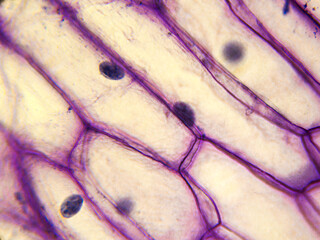 Epidermis onion w.m. details under biological optical misroscope