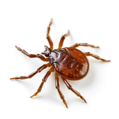 Fototapeta premium mite, insect parasite - isolated on a white background. is a source of dangerous diseases