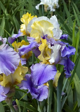Three Color Iris