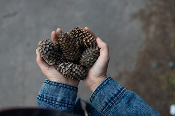 A girl holds fir cones in his hands in forest. Close-up