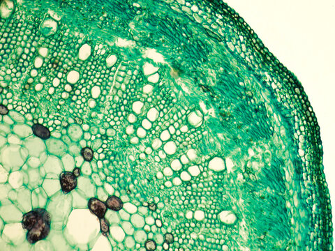 Stem of cotton x.s. details under biological optical misroscope