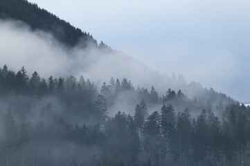 Fog striving through the forest in the austrian alps