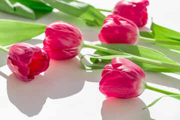 Beautiful floral composition made of bright tulip flowers closeup on white background with shadow. Nature concept. Greeting card theme.