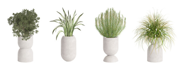 Set of four house plants 2 in the light modern pots isolated on white background. 3d render