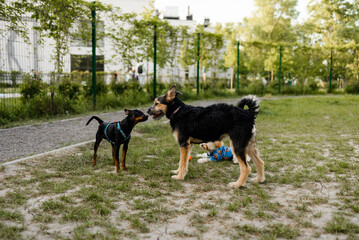 2 dogs playing with a toy ball in a park in summer.