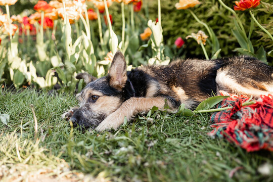 Cute small dog puppy relaxing in the garden near tulips. 