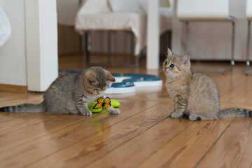 Spielende Britisch Kurzhaar Kätzchen in der Farbe golden-tabby