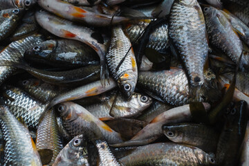 Puntius fish locally known as puti fish are caught from pond  for selling in local market, close up...
