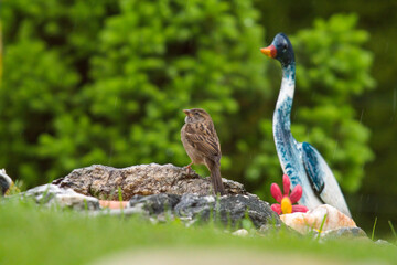 house sparrow perched on a stone in the garden with decoration, at a rainy spring day