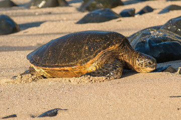 Sea turtle coming ashore