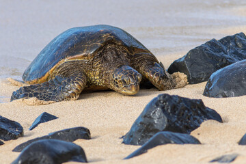 Sea turtle coming ashore
