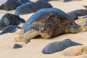 Sea turtle coming ashore