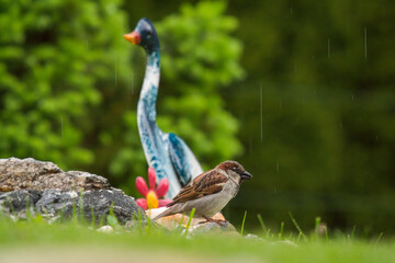 house sparrow perched on a stone in the garden with decoration, at a rainy spring day