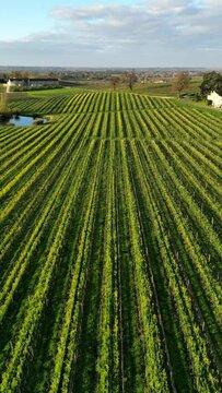 Aerial view Grassed vineyard and mustard flowers between the rows of vines in spring, Saint-Emilion, Gironde, France. High quality FullHD footage