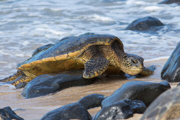 Sea turtle coming ashore