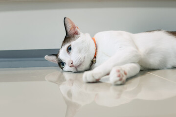 A white Thai cat is lying on the tiled floor.
