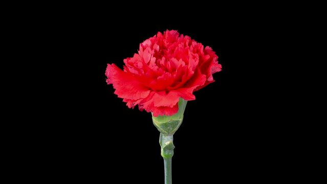 Beautiful Time Lapse of Opening Red Carnation Flower Against a Black Background. 4K.