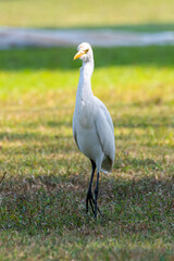 Obraz premium white headed gull
