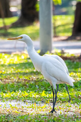 white heron ardea cinerea