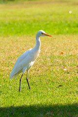 great blue heron in the grass