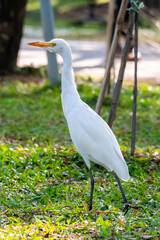 great blue heron ardea cinerea