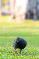 pigeon on the grass