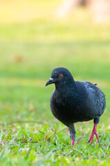 Obraz premium pigeon on the grass