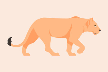 Flat vector illustration of a walking lioness