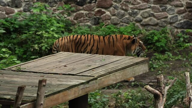 Annoyed angry tiger passes by in the zoo. Close up of wild animal walking in captivity.