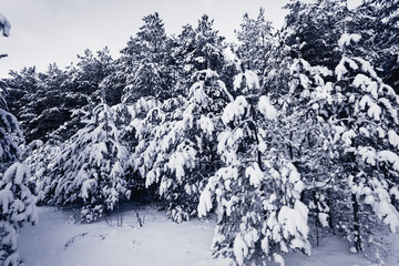 Forest Covered by Snow in Winter Landscape