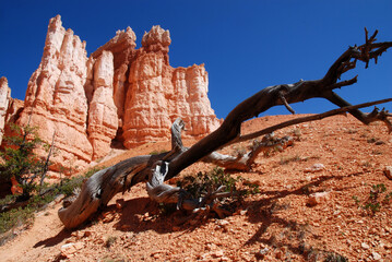 sandstone hoodos in amphitheater in Bryce Canyon National Park, Utah