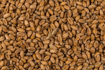 whole background of wheat grain
