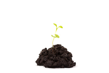 Heap dirt with a green plant sprout