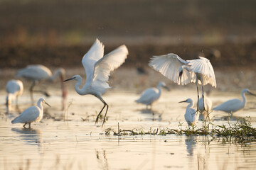 Little Egret Fighting in Wetland