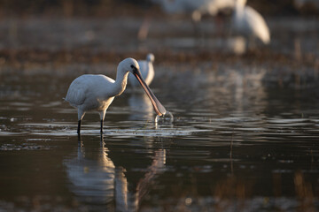 Naklejka premium Beautiful Eurasian Spoonbill or common spoonbill (Platalea leucorodia) walking in shallow water hunting for food.