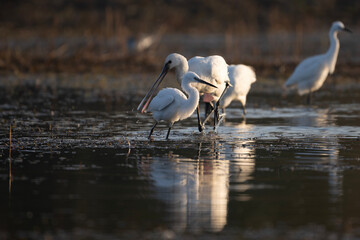 Beautiful Eurasian Spoonbill or common spoonbill (Platalea leucorodia) walking in shallow water hunting for food.