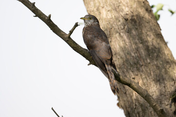 grey bellied Cuckoo Bird in Forest 