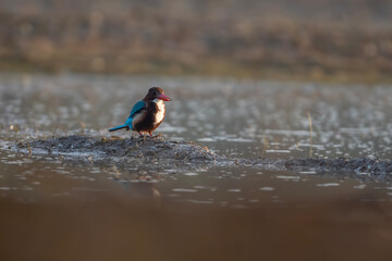 White Throated Kingfisher resting in pond 